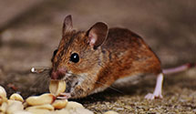 24 Hour & Emergency Exterminators in Mayview Park, NC